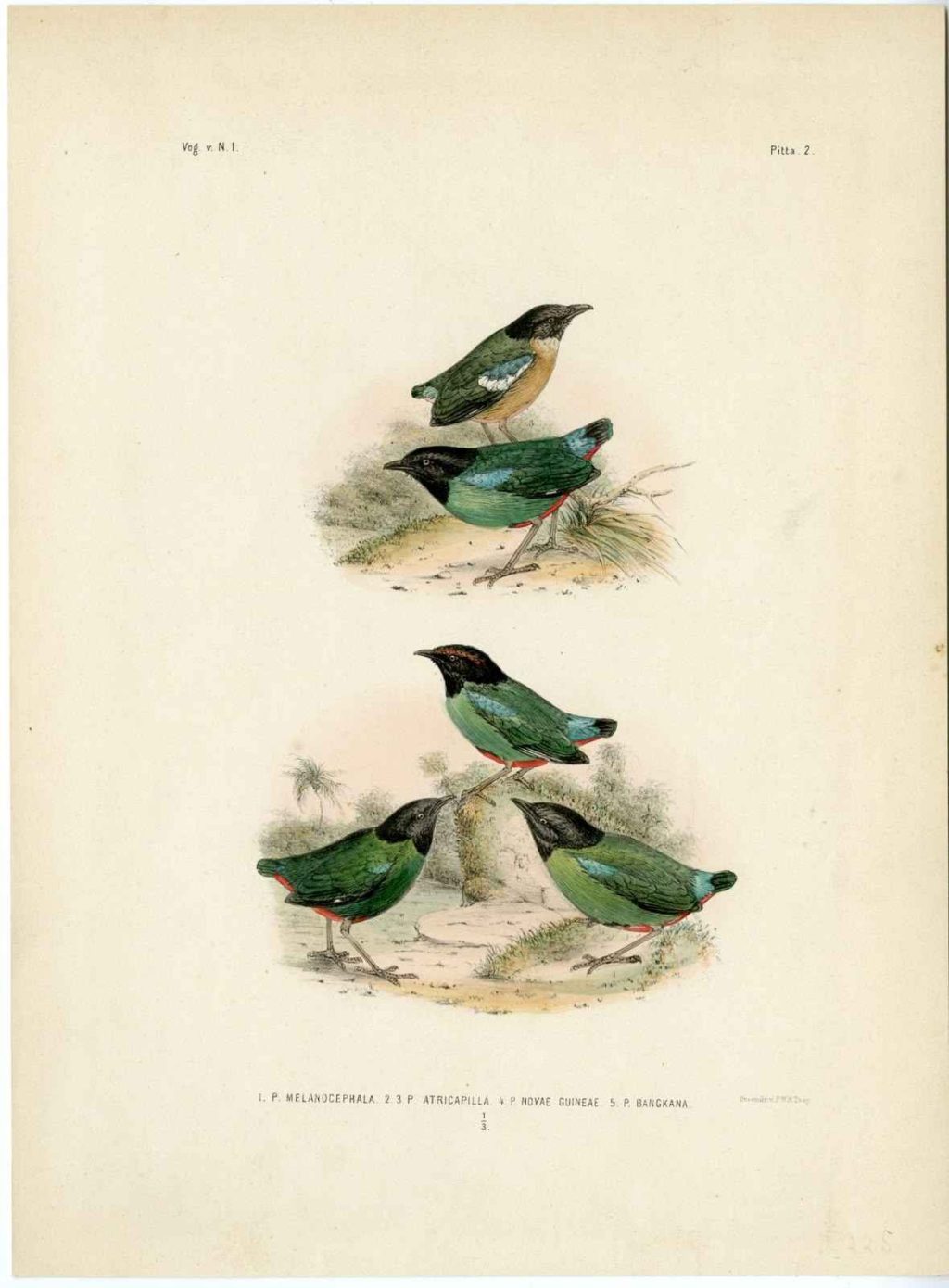 Burung 2