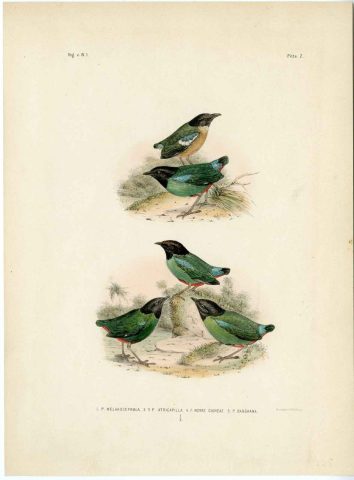 Burung 2