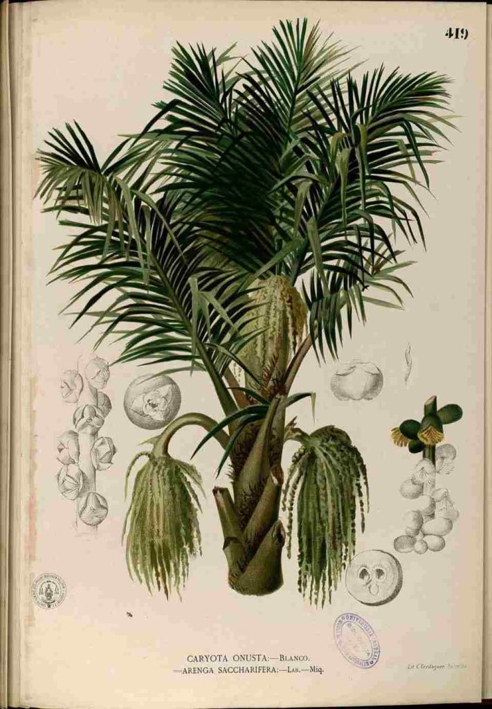 Pohon Aren
