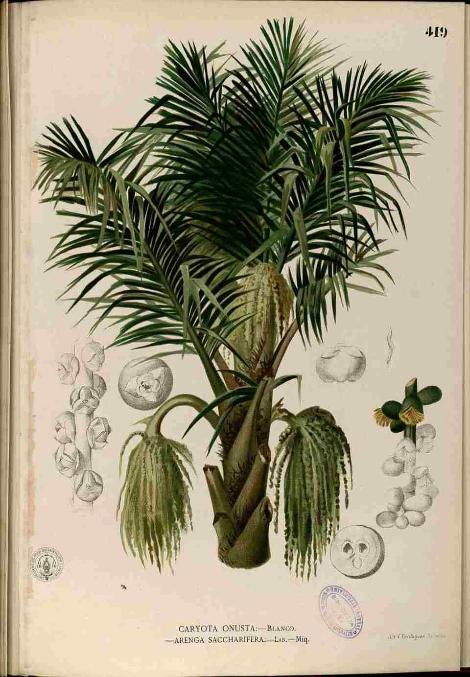 Pohon Aren