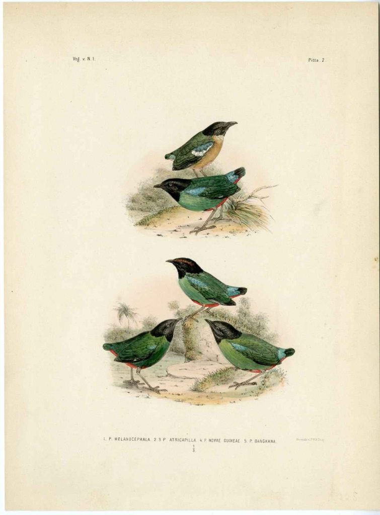Burung 2