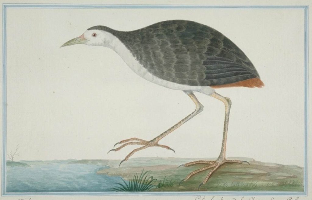 Burung Kruak