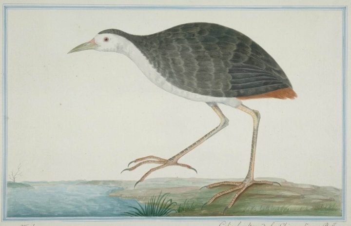 Burung Kruak