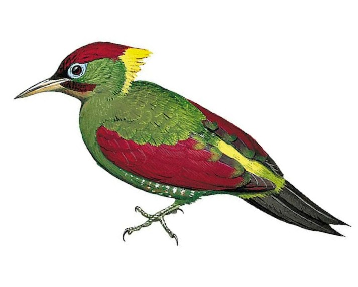 Pelatuk Merah